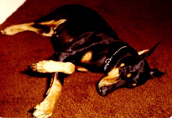 Picture of Echo