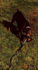 Picture of Storm