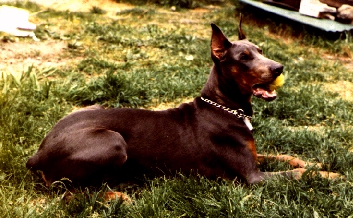 Picture of Jake