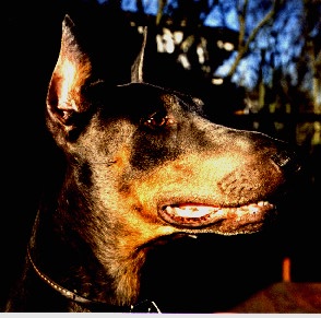 Picture of Shadow