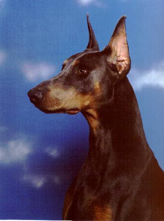 Picture of Storm
