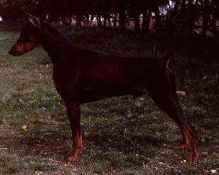 Picture of Storm