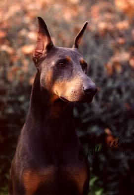 Picture of Storm