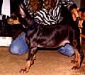 Picture of Storm