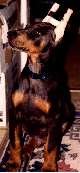 Picture of Storm