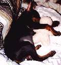 Picture of Storm