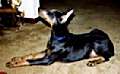 Picture of Storm