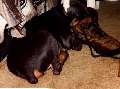 Puppy Picture
