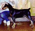 Picture of Storm